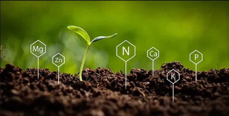 Besin maddelerinin aktivasyonu ve depolanması.jpg