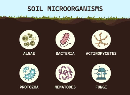 Biyolojik etkiler.jpg