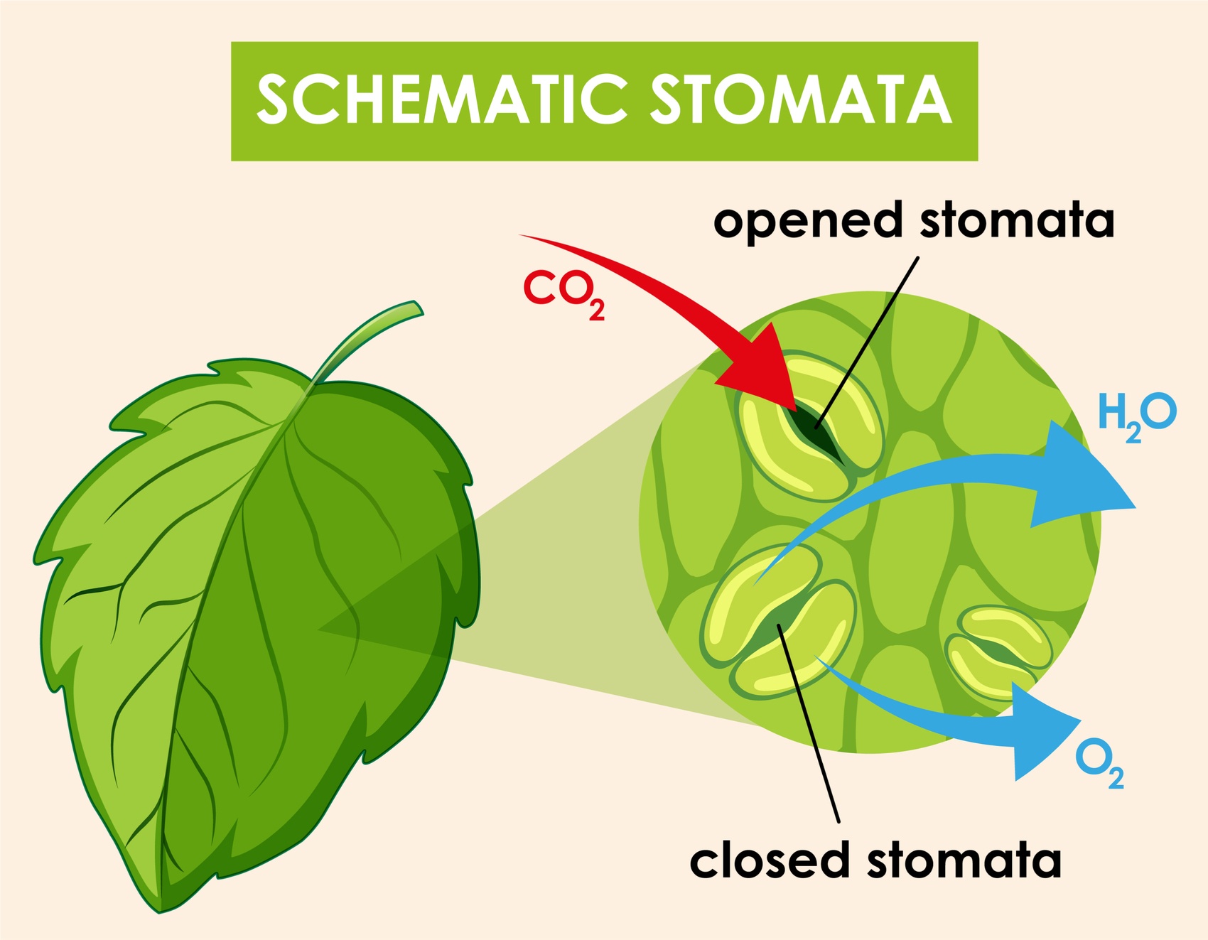 Fulvik asidin bitki büyümesi üzerindeki teşvik edici etkisi ve tarımsal üretimde kullanımı.jpg