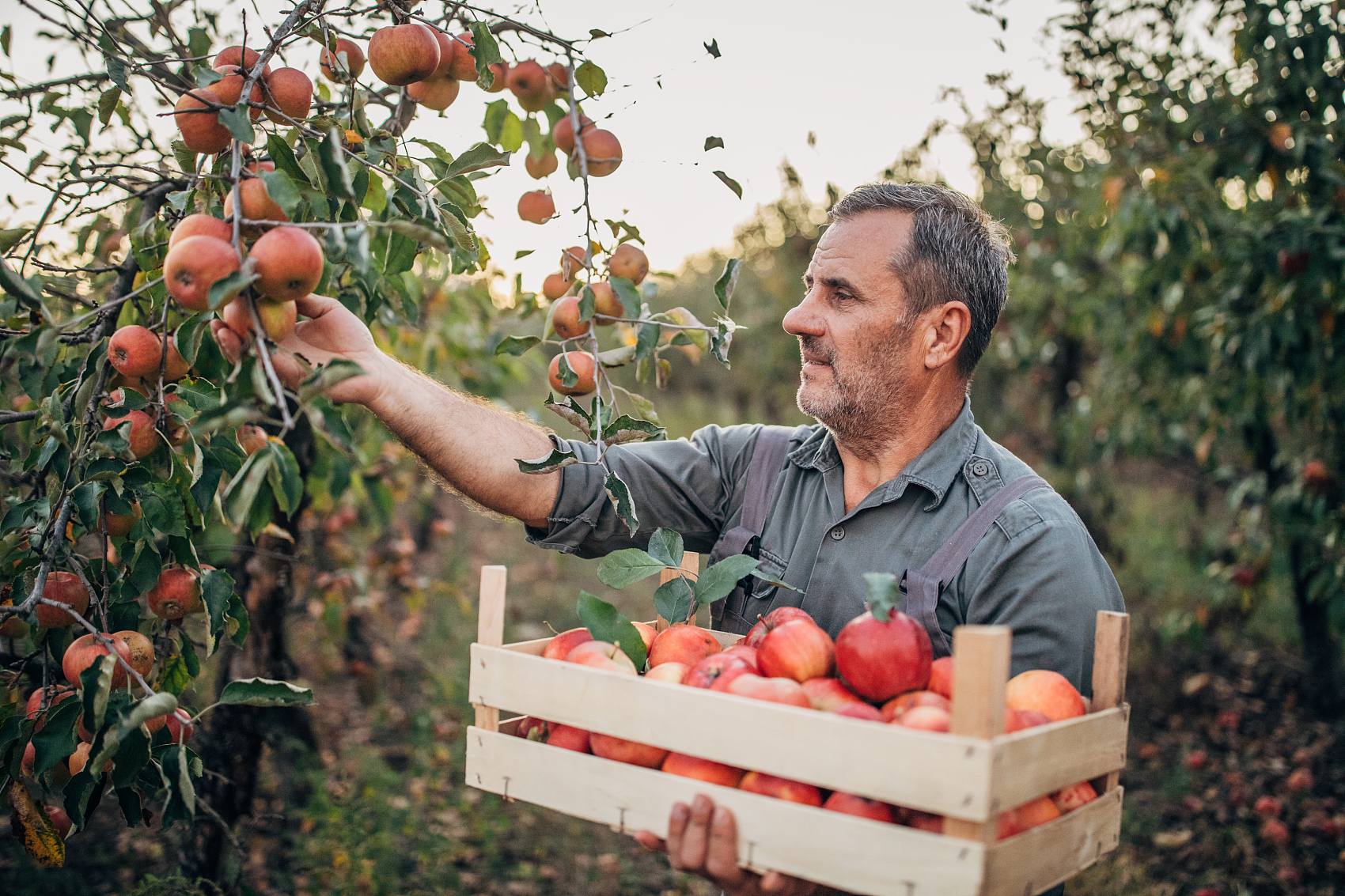 Fulvik asidin bitki büyümesi üzerindeki teşvik edici etkisi ve tarımsal üretimde kullanımı.jpg