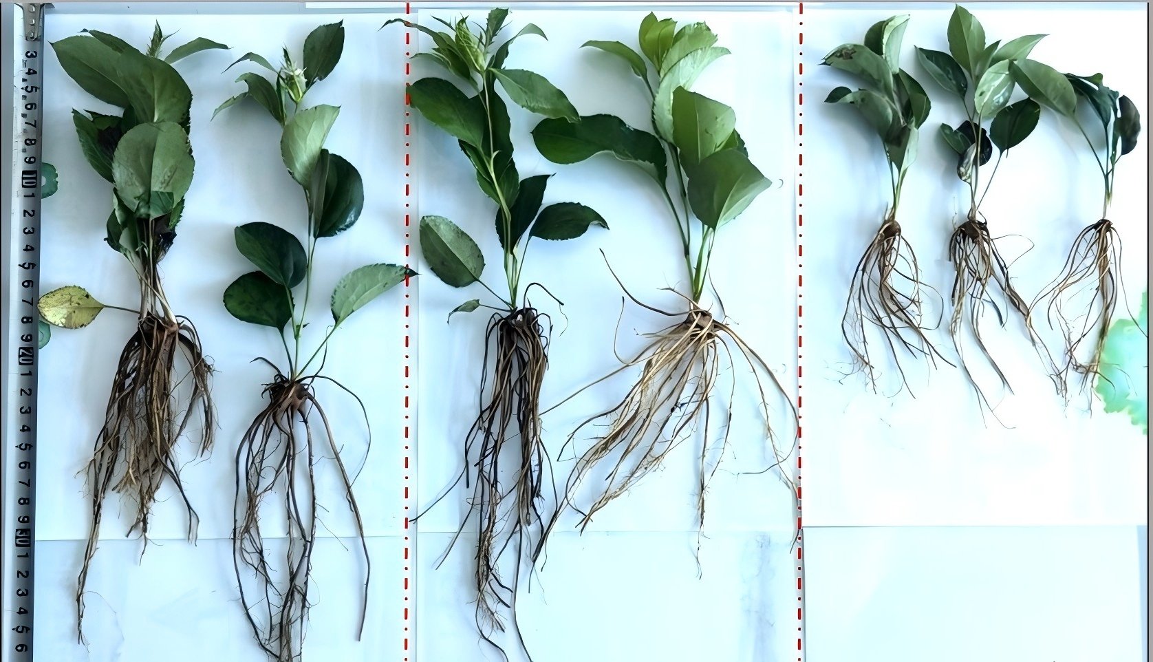 Fulvik asidin bitki büyümesi üzerindeki teşvik edici etkisi ve tarımsal üretimde kullanımı.jpg