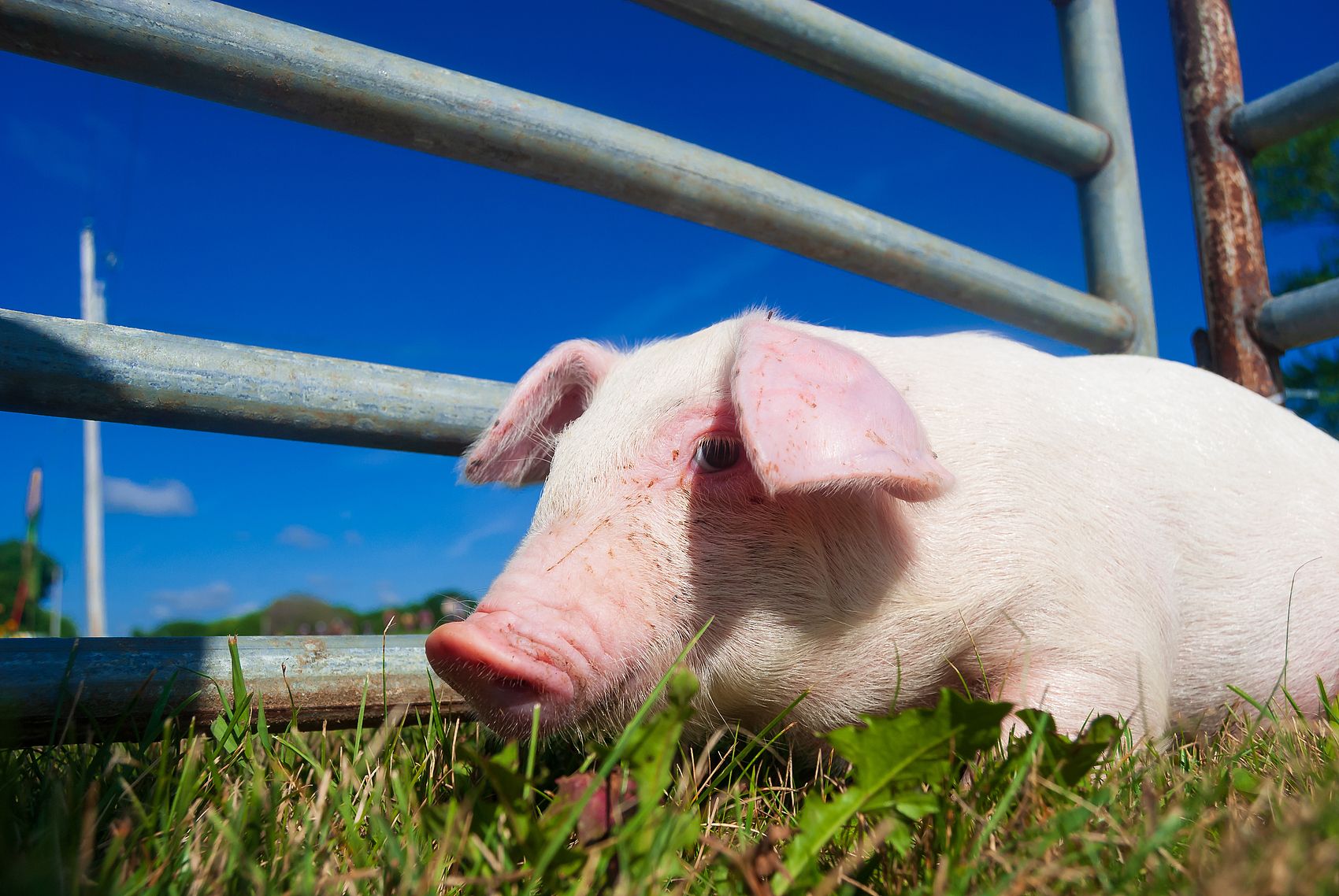 Çin Güvenli Teslimatlı Yüksek Kaliteli Sodyum Humat Pulları.jpg