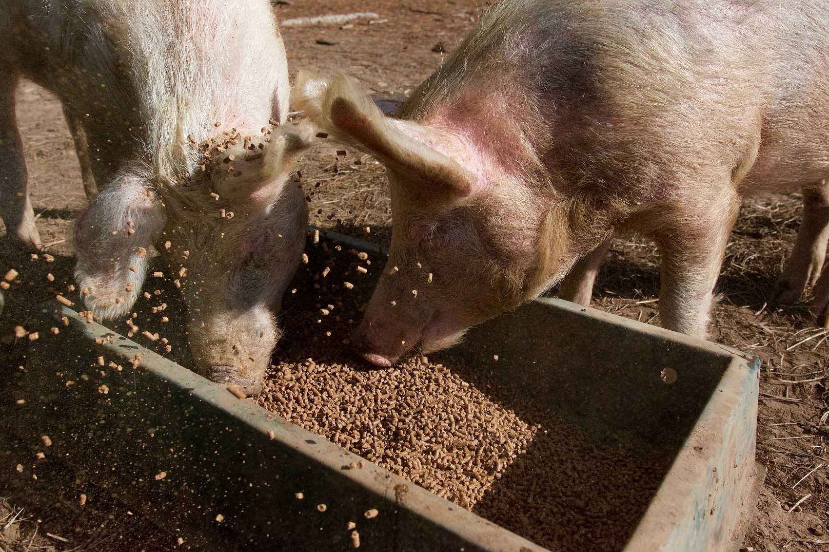 Sodyum Humate'in çiftçiliğe uygulanması.jpg