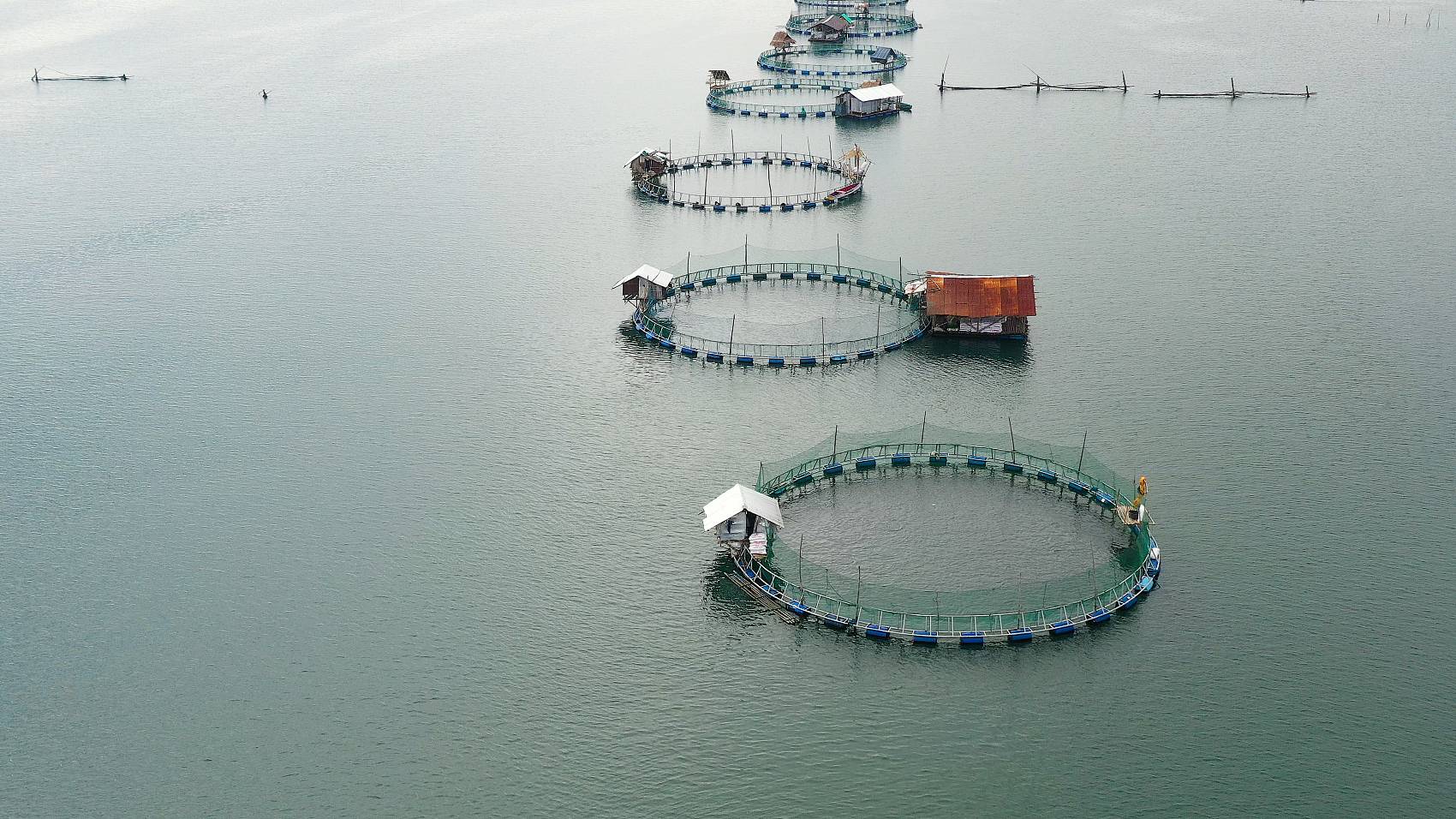 Sodyum Humate'in çiftçiliğe uygulanması.jpg